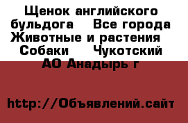 Щенок английского бульдога  - Все города Животные и растения » Собаки   . Чукотский АО,Анадырь г.